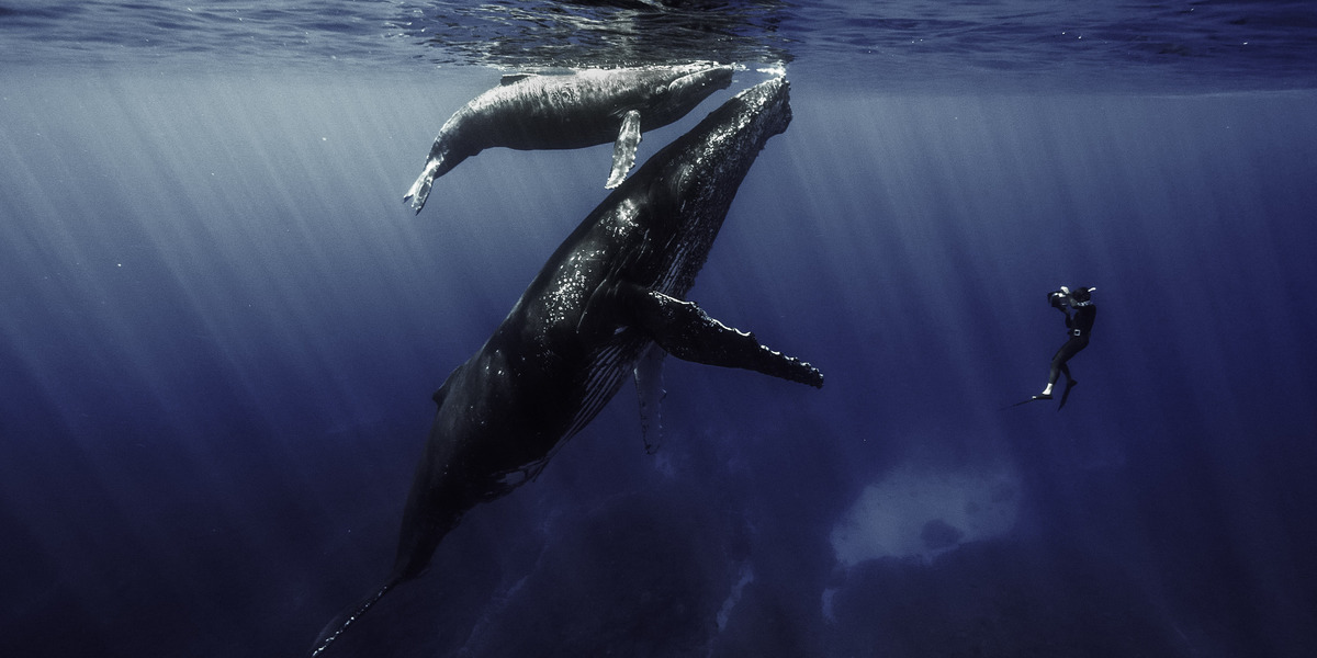 Des baleines et des hommes en Méditerranée